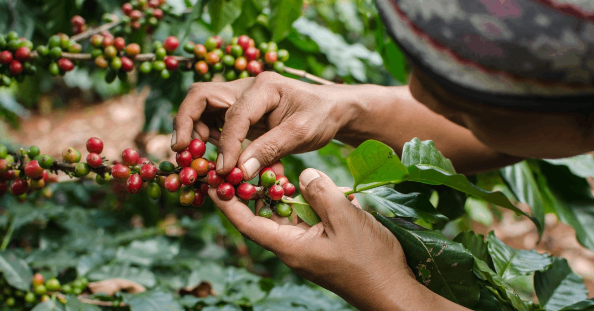 Από την Αφρική στο φλιτζάνι μας: Ένα οδοιπορικό στην ιστορία του καφέ